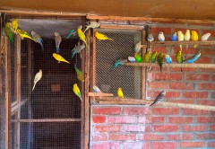 Ферма волнистых попугайчиков в станице Должанская.